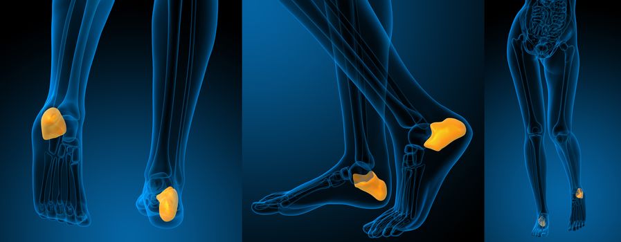 3d rendering illustration of the human calcaneus bone