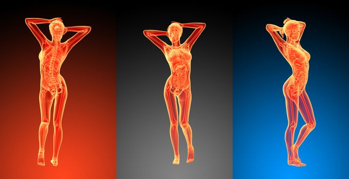 3d rendering illustration of the female anatomy 