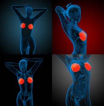 3d rendering medical illustration of the human breast 