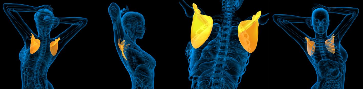 3d rendering medical illustration of the scapula bone 