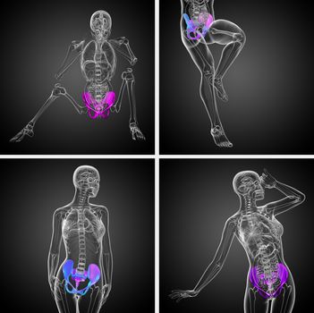 3D rendering medical illustration of the pelvis bone