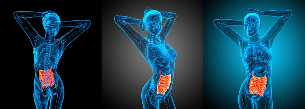 3d rendering illustration of the small intestine 