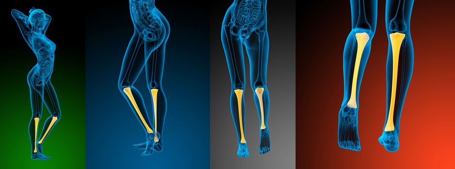 3d rendering medical illustration of the tibia bone