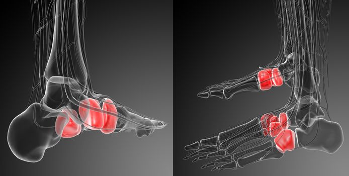 3d rendering medical illustration of the midfoot bone 