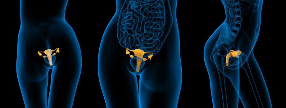 3d rendering medical illustration of the Reproductive System 