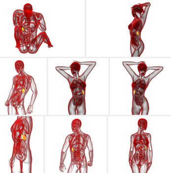 3d rendering medical illustration of the spleen