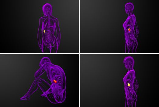 3d rendering medical illustration of the spleen