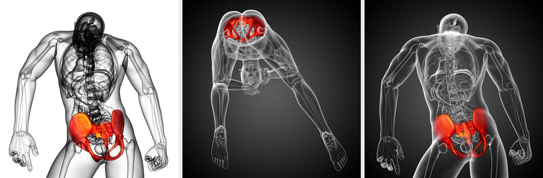 3d rendering medical illustration of the pelvis bone 