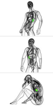 3d rendering medical illustration of the spleen
