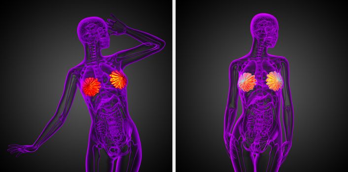 3d rendering medical illustration of the human breast 