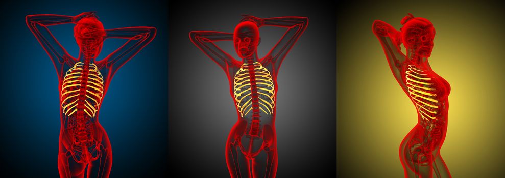 3d rendering medical illustration of the ribcage