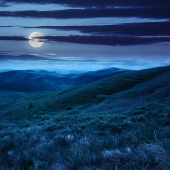 wild plants in tall grass at the top of the mountain at night in moon light