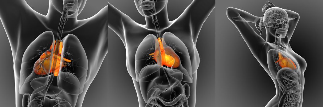 3d rendering medical illustration of the human heart 