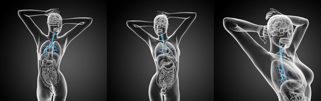 3D rendering medical illustration of the male bronchi 