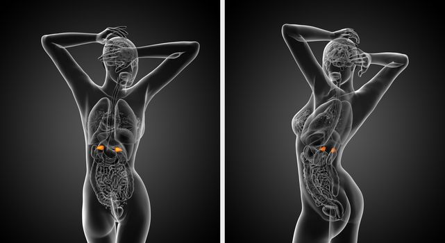 3d rendering  medical illustration of the adrenal 