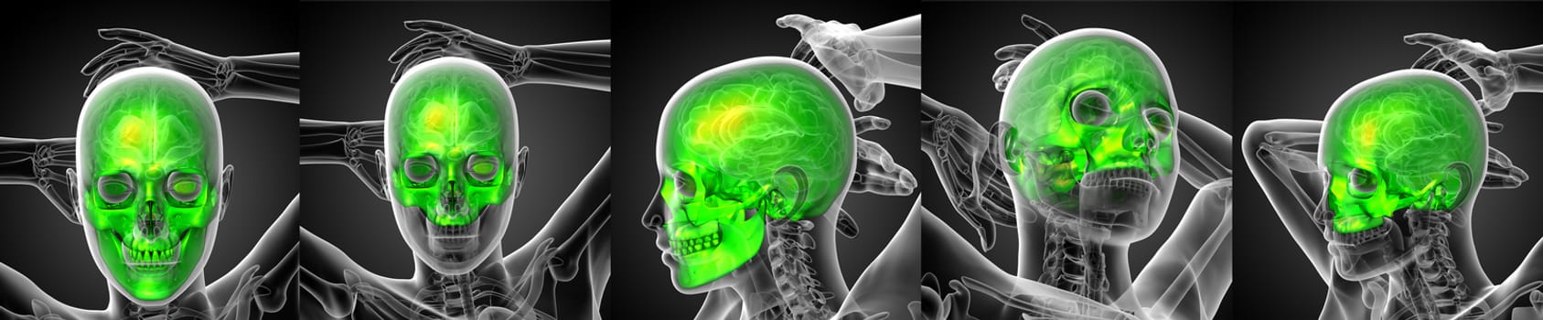 3d rendering medical illustration of the human skull 