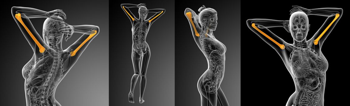 3d rendering medical illustration of the humerus bone