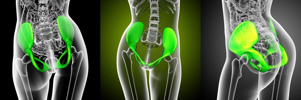 3d rendering medical illustration of the pelvis bone 