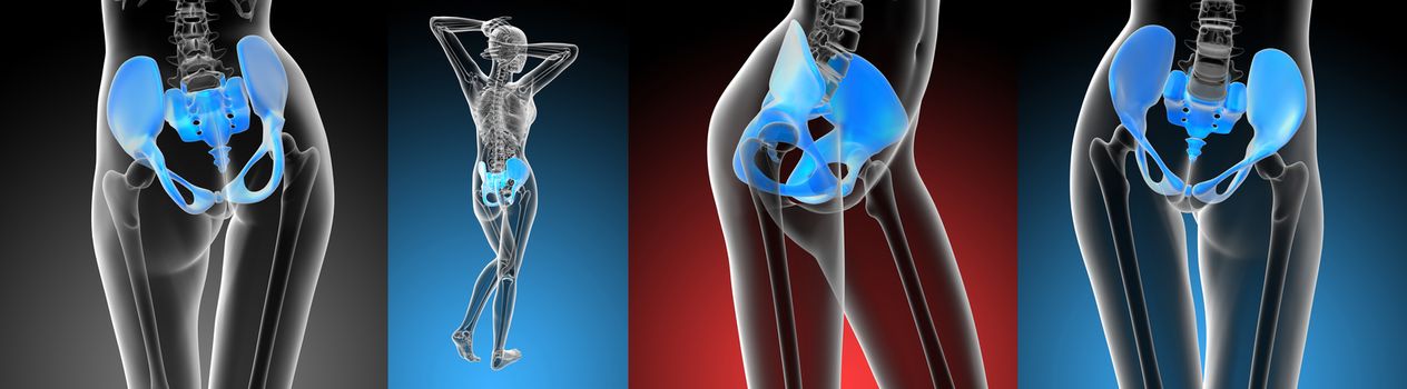 3D rendering medical illustration of the pelvis bone