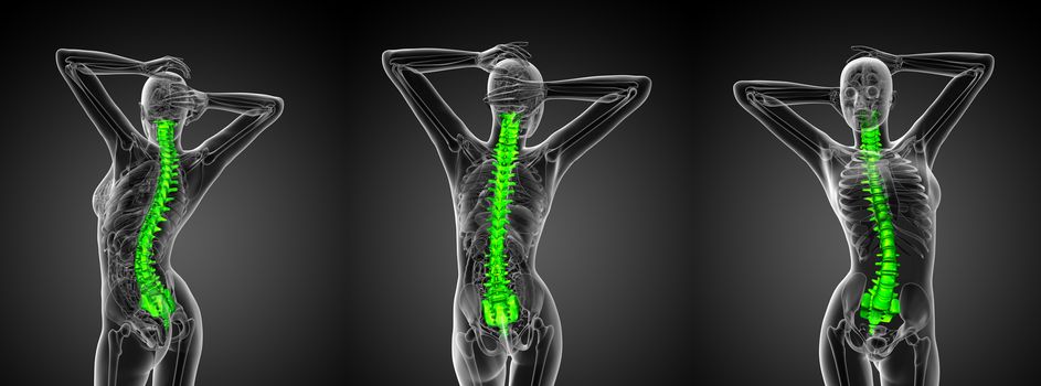 3d rendering medical illustration of the human spine 