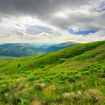 wild plants in tall grass at the top of the mountain at sunrise