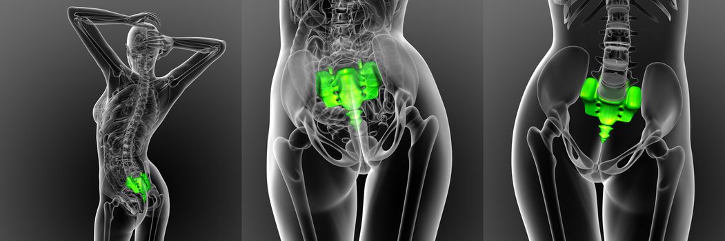 3d rendering medical illustration of the sacrum bone