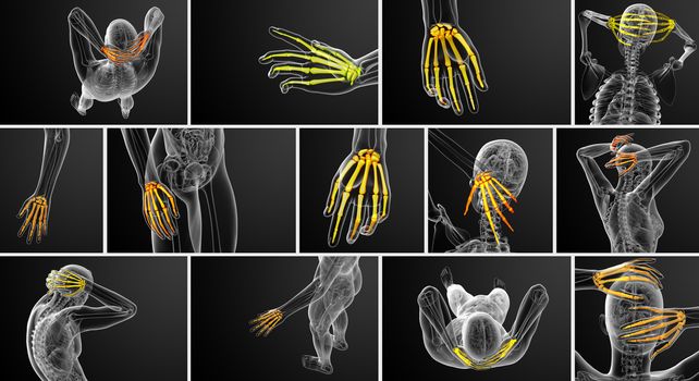 3d rendering illustration of the skeleton hand 
