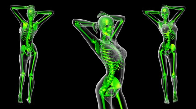 3d rendering medical illustration of the skeleton