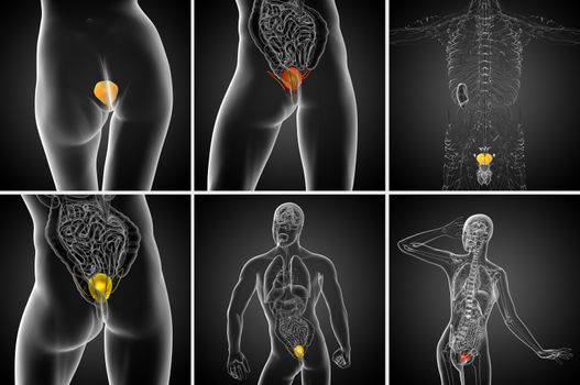 3d rendering medical illustration of the bladder
