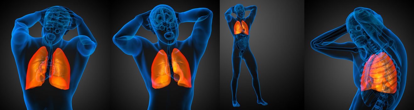 3d rendering medical illustration of the human lung 