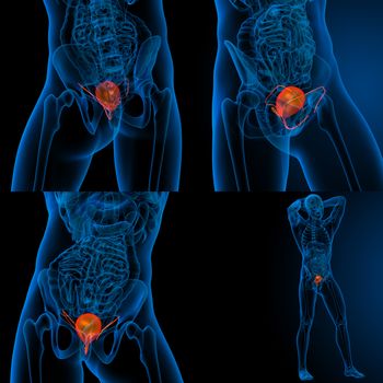 3d rendering medical illustration of the human bladder