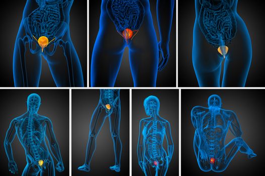 3d rendering medical illustration of the bladder 