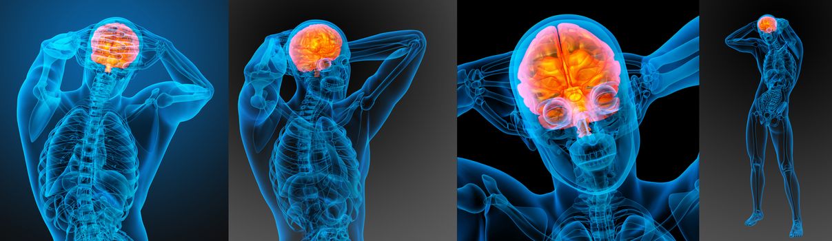 3d rendering medical illustration of the human brain