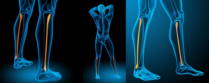 3d rendering medical illustration of the tibia 