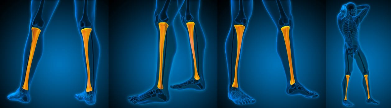 3d rendering medical illustration of the tibia 