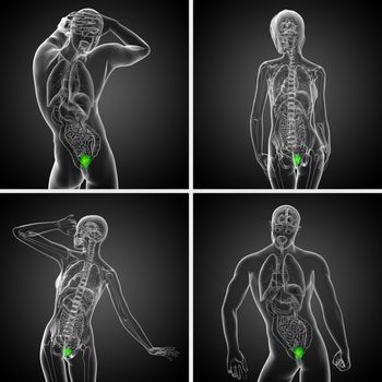 3d rendering medical illustration of the bladder