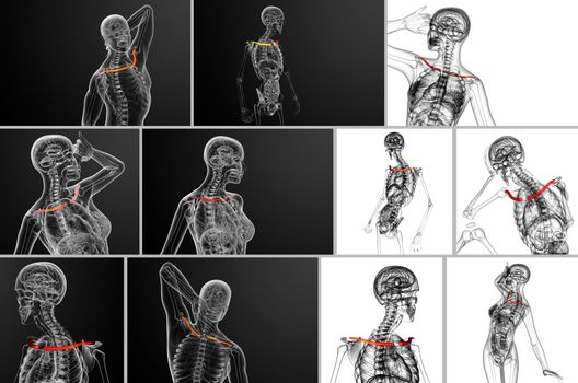 3d rendering medical illustration of the clavicle bone - side view