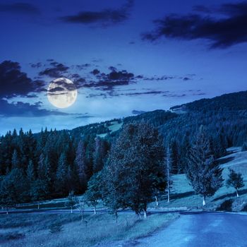 asphalt road going to mountains  through the green shaded forest at night in moon light