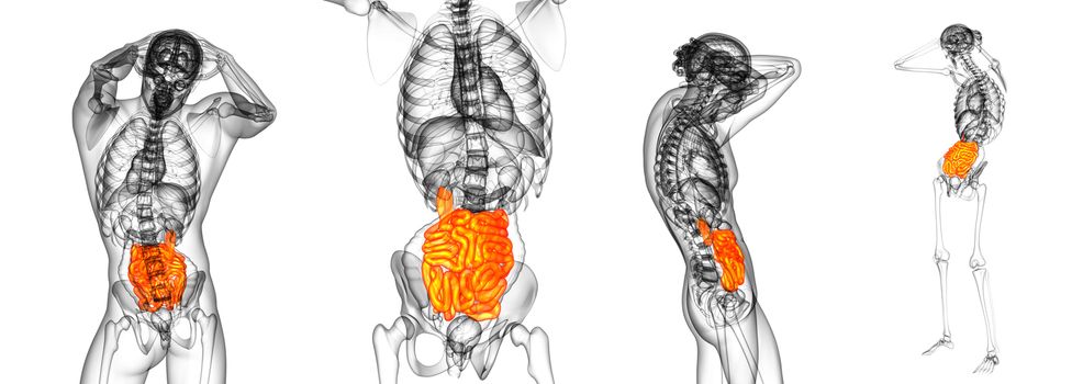 3d rendering illustration of the small intestine