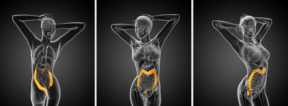 3d rendering  human digestive system large intestine