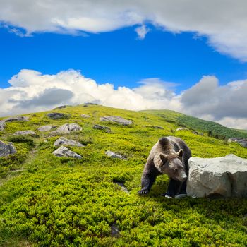 little brown bear walking among white sharp stones on the hillside