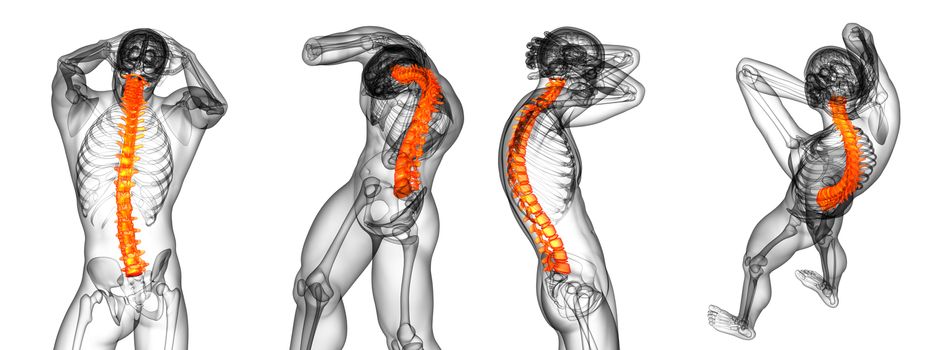 3d rendering medical illustration of the human spine 