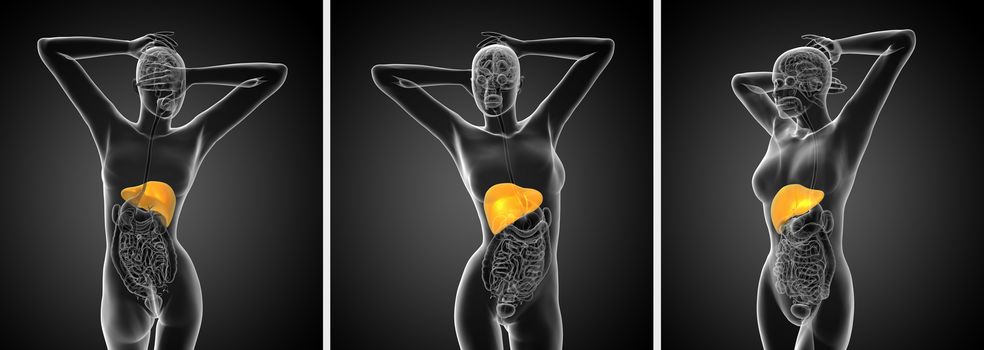 3d rendering medical illustration of the human digestive system 