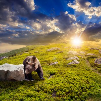 little brown bear walking among white sharp stones on the hillside at sunset