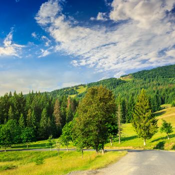 asphalt road going to mountains  through the green shaded forest