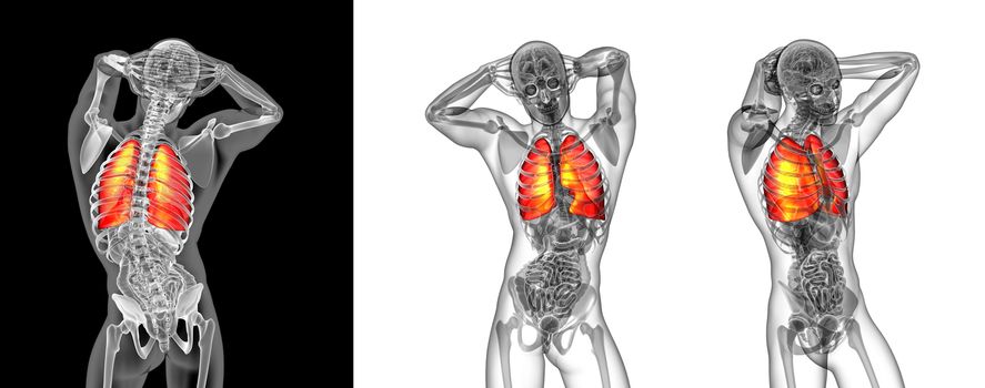 3d rendering illustration of the human lung