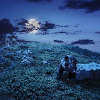 little brown bear walking among white sharp stones near the old castle on the hillside at night in moon light