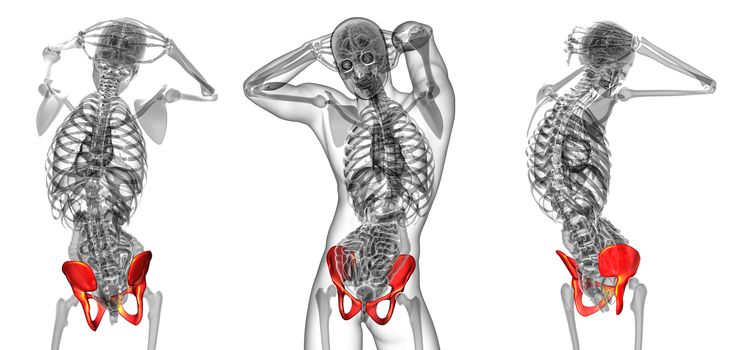3d rendering medical illustration of the pelvis bone