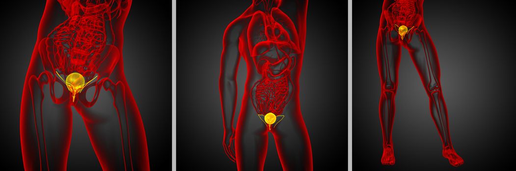 3d rendering medical illustration of the bladder 