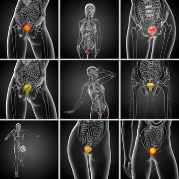 3d rendering medical illustration of the bladder 